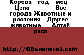 Корова 1 год 4 мец › Цена ­ 27 000 - Все города Животные и растения » Другие животные   . Алтай респ.